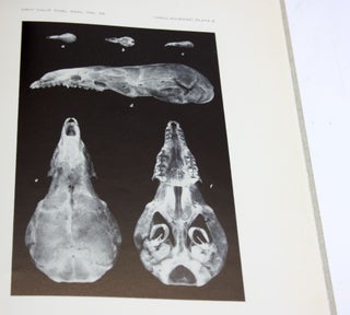 NEW MAMMALS FROM ST. LAWRENCE ISLAND, BREING SEA, ALASKA